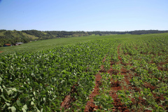 Com o encerramento do vazio sanitário na terça-feira (10), com o objetivo de evitar o fungo causador da ferrugem asiática, os agricultores paranaenses começaram nesta quarta-feira (11) o plantio da safra de soja. Foto: Jaelson Lucas/AEN