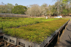 Programa Paraná Mais Verde. Foto: Divulgação/SEDEST