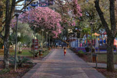 A primavera começa às 4h50 desta segunda-feira, 23 de setembro, e termina à 1h19 de 22 de dezembro. Segundo a previsão do Simepar, no primeiro dia da estação as temperaturas serão amenas na maior parte do Paraná. As mínimas devem ficar entre 5 oC em Rio Negro e 17 oC em Guaíra. As máximas devem variar de 13 oC em Curitiba a 29 oC em Paranavaí e Umuarama. Foto: José Fernando Ogura/AEN