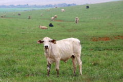 Raiva animal exige vacina e alerta no campo e na cidade. Foto: Jaelson Lucas/AEN