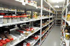 O Museu de Zoologia da UEL (MZUEL), ligado ao Departamento de Biologia Animal e Vegetal, do Centro de Ciências Biológicas (CCB), traz contribuições relevantes para a identificação de novas espécies de peixes no Brasil e na América do Sul. Só nos últimos 18 anos, foram identificadas e catalogadas 90 novas espécies de peixes por pesquisadores da UEL, em estudos conduzidos pelos professores do CCB, Oscar Akio Shibatta, José Luís Birindelli e Fernando Jerep. Foto: Divulgação/UEL