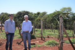 Um novo empreendimento de fruticultura, que recebe investimentos de R$ 26 milhões e está sendo instalado em Santo Antonio do Paraíso, no Norte Pioneiro, deverá impactar a economia da região. O empreendimento Vila Puree é integrado com produtores, que vão produzir oito tipos de frutas para extração da polpa. A renda que será gerada no campo está estimada em R$ 3,2 milhões por ano agrícola. Foto:Divulgação/SEAB