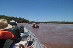 O Instituto Ambiental do Paraná (IAP) anuncia o período de restrição à pesca de espécies nativas no Paraná a partir desta sexta-feira (01) e segue até março de 2020. Todas as espécies nativas do Estado são protegidas, como bagre, dourado, jaú, pintado e lambari. É durante esse período, conhecido como piracema, que a maioria delas se reproduz. Foto: Arquivo/IAP