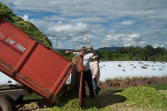 No município de Palmas, na região de Pato Branco, os produtores estão fazendo o plantio de milho para a produção de silagem. Eles sabem que a qualidade depende de cuidados que começam agora. A escolha da semente, o cultivo e o ponto de colheita vão influenciar diretamente o valor nutritivo do alimento a ser oferecido para o gado.Foto: Divulgação/Emater