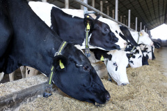 Termina em 30 de novembro o prazo para atualização cadastral de rebanho em todo o Paraná. Produtores rurais que detêm sob sua responsabilidade animais de interesse econômico de qualquer espécie precisam fazer o cadastro, pelo site da Agência de Defesa Agropecuária do Paraná (Adapar) (http://www.produtor.adapar.pr.gov.br/comprovacaorebanho), ou nas Unidades Locais da Adapar, Escritórios de Atendimento do Município e sindicatos rurais. Foto: Jaelson Lucas/AEN