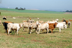 Foto: Arquivo/AEN