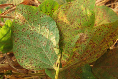 Agricultura alerta produtores sobre riscos da ferrugem asiática. Foto: Ocepar - Arquivo AEN