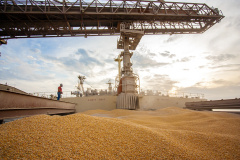 Mesmo antes do encerramento da movimentação em 2019, a exportação de milho via Porto de Paranaguá é 503% maior do que a registrada em 2018, e supera também a movimentação nos cinco anos anteriores. De janeiro a novembro deste ano, foram embarcadas 5,49 milhões de toneladas do grão. No mesmo período do ano passado o volume somou 911,3 mil toneladas.Foto: Claudio Neves/Portos do Paraná 