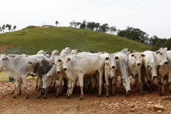 Paraná e Santa Catarina vão fortalecer defesa agropecuária. Foto: Arnaldo Alves/AEN