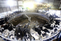 IBGE reforça Paraná como destaque em produção de proteínas. Foto: Jaelson Lucas/AEN