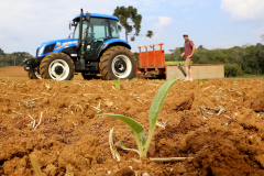 Trator solidário, Plantação de fumo. Na imagem Lucas Geraldo. Ipiranga, 12/09/2019 Foto: Jaelson Lucas / AEN