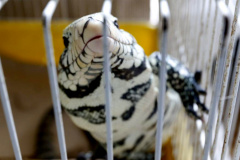 A Polícia Civil do Paraná (PCPR) apreendeu aproximadamente 70 animais silvestres em cativeiro em uma clínica veterinária, no bairro Batel, em Curitiba. A ação aconteceu nesta segunda-feira (06). Dois médicos veterinários responsáveis pelo local foram autuados. Macacos, papagaios, araras, tartarugas, iguanas, dragão-de-barba, lagarto e aranhas estão entre os animais resgatados.Foto:SESP