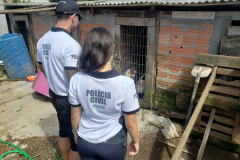 A Polícia Civil do Paraná (PCPR) fez nesta quarta-feira (08), em Guaratuba, uma ação de prevenção a maus-tratos a animais. Policiais civis, médicos veterinários e técnicos da vigilância sanitária fiscalizaram duas residências, no bairro Mirim, para verificar a condição de guarda, saúde e higiene dos animais abrigados nos locais. Foto:SESP