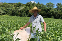 Produtor de Itapejara do Oeste colhe soja sem uso de agrotóxico. Foto:Emater