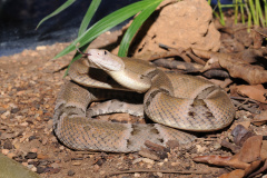 Os peçonhentos são animais que têm a capacidade de injetar substâncias tóxicas pelas suas presas. Já os venenosos são aqueles que causam envenenamento passivo por ingestão ou contato, como as lagartas ou taturanas, os sapos e peixes, como o baiacu. Foto: SESA