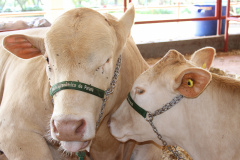 Em 2020, o visitante do Show Rural confere nove opções, dos grupos comerciais carioca, preto e branco, e ainda poderá conhecer 40 animais Purunã para exposição e comercialização.
Foto: IAPAR