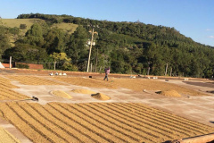 Os cafés finalistas foram avaliados por um júri técnico composto por provadores e especialistas, responsáveis por 90% da nota final, enquanto o critério de Sustentabilidade corresponde aos 10% restantes. Foto: SEAB