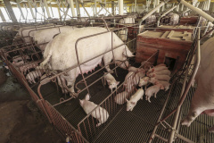 A Secretaria de Estado do Desenvolvimento Sustentável e do Turismo, em conjunto com o Sistema Faep/Senar e entidades representativas do agronegócio no Estado, irão promover uma rodada de eventos sobre o Programa Descomplica Rural nas cidades de Cornélio Procópio, Londrina, Umuarama, Campo Mourão, Ponta Grossa, Guarapuava, Toledo, Maringá e Pato Branco. -  .Foto: Arnaldo Alves/Arquivo AEN