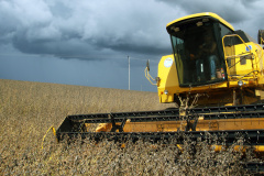 Relatório divulgado nesta quinta-feira (20) pelo Departamento de Economia Rural (Deral), da Secretaria de Estado da Agricultura e do Abastecimento, indica melhora no quadro da safra 2019/2020 no Paraná, com o avanço da colheita da soja, do milho e do feijão da primeira safra.  -  Foto: Jonas Oliveira/Arquivo AEN