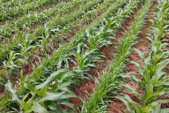 Duas portarias da Secretaria de Política Agrícola do Ministério da Agricultura, Pecuária e Abastecimento, publicadas no final do ano passado, definiram novos Zoneamentos Agrícolas de Risco Climático (Zarc) para o Paraná
