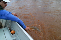 O Instituto Água e Terra anuncia o fim da piracema nesta sexta-feira (28). A partir deste sábado (29) está liberada a pesca amadora e comercial de espécies nativas nas bacias hidrográficas do Estado ? rios Piquiri, Ivaí, Tibagi, Cinzas e suas sub-bacias, Paranapanema e Paraná.  -  Curitiba, 28/02/2020  - Foto: Divulgação SEDEST
