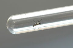 Estado registra 44.441 casos confirmados da doença e 113.488 notificados. Os óbitos também aumentaram nesta semana, de 23 para 30. No total, 106 municípios estão em epidemia, 15 a mais que na semana anterior.

Foto: Arquivo/AEN