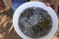 Governo reforça apoio aos municípios para combate à dengue. Foto:SESA
