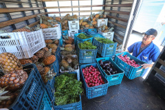 Apoio e planejamento do Estado garantem abastecimento de alimentos.Foto: Arnaldo Alves / AEN