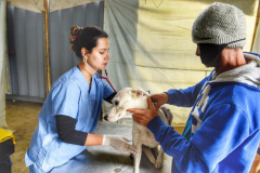 No Paraná, 15 mil animais domésticos serão castrados. Foto: Denis Ferreira Netto/SEDEST