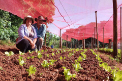 Com um uma propriedade de seis hectares em Janiópolis, na região Centro-Oeste do Paraná, os produtores rurais Valdirene e Mário Mataran, que trabalharam com bovinocultura de leite e olericultura, tinham dificuldade em aumentar a renda