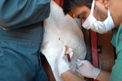 A Agência de Defesa Agropecuária do Paraná (Adapar) iniciou nesta segunda-feira (18) o inquérito soro-epidemiológico do rebanho bovino do Estado. Serão coletadas amostras do sangue de quase 10 mil animais em 330 propriedades rurais. Foto: Adapar