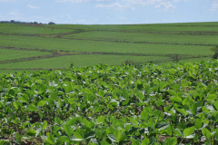 Paraná estuda criar centro de inteligência artificial em Agro. Foto:UEL