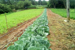 FOTO: IDR Paraná