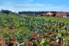 Horta da PIC ganha conceito de reaproveitamento e sustentabilidade. Foto:Depen