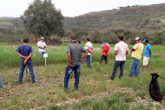 IDR-Paraná incentiva cultivo de pastagens de inverno. Foto;SEAB