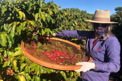 Mulheres do Oeste do Paraná se unem para produzir café especial. Foto:SEAB
