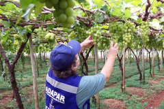 Defesa vegetal colabora para segurança alimentar na pandemia. Foto: Adaptar