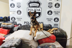 Cães da PCPR apreendem mais drogas em 2020 do que soma dos dois anos anteriores
Foto: PCPR