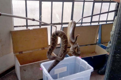 153 cobras peçonhentas são recolhidas de residência em Mandaguari
Foto:SEDEST/Polícia Ambiental