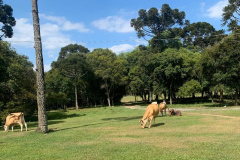 Família da Lapa melhora produtividade e qualidade da produção leiteira. Foto:IDR