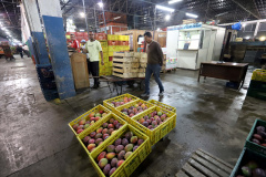 Ceasa Curitiba licitará áreas para seu mercado atacadista
. Foto:Arnaldo Aleve/Arquivo AEN