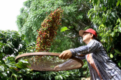 Boletim agropecuário destaca término da colheita do caféFoto:Jaelson Lucas / AEN