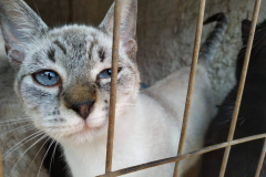 A Secretaria de Estado do Desenvolvimento Sustentável e do Turismo já realizou mais de 5.300 castrações de animais domésticos pelo Programa Permanente de Esterilização de Cães e Gatos.Foto: IAT