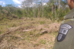 Em oito dias de ações, o Batalhão de Polícia Ambiental-Força Verde (BPAmb-FV) lavrou 26 autos de infração ambiental e aplicou mais de R$ 2,5 milhões em multas por desmatamento de florestas em todo o estado pela quarta edição da Operação Mata Atlântica em Pé. O trabalho é feito em conjunto com o Instituto Água e Terra (IAT), o Ibama e o Ministério Público do Paraná. Foto:SESP