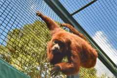 

Paraná aumenta apoio na preservação da fauna silvestre. Foto: Dnis Ferreira Netto/SEDEST