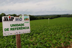 O Instituto de Desenvolvimento Rural do Paraná - Iapar-Emater (IDR-Paraná) inicia oficialmente nesta quinta-feira (15) o Alerta Ferrugem, serviço que monitora e informa sobre a ocorrência da ferrugem asiática em lavouras de soja nas regiões produtoras do Estado.Foto:SEAB