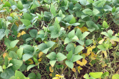 Um dos projetos pesquisa a gravidade da doença observando a coloração das folhas, mas com base em pixels de uma imagem digital. O outro estuda a utilização de imagens obtidas por smartphones para observar a saúde da planta de soja, com base na reflexão de luz.

Foto UEL