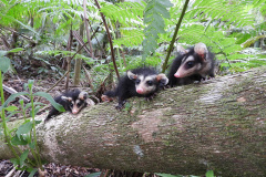 Três filhotes da espécie Didelphis albiventris, conhecido popularmente como gambá-de-orelha-branca, foram recebidos no mês passado pelo Escritório Regional do Instituto Água e Terra (IAT) no Litoral. Foto: Fernanda Felisbino/Bióloga IAT