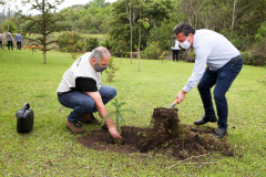 Governo do Estado faz plantio de mudas de araucária. Foto: Ari Dias/AEN