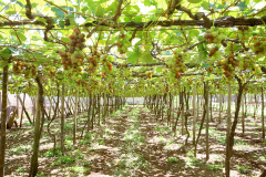 Programa fortalece a produção de uvas e derivados no Paraná. Foto:Jaelson Lucas/Arquivo AEN